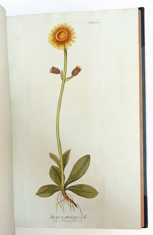An illustration of arnica montana in Icones Plantarum Medicinalium.