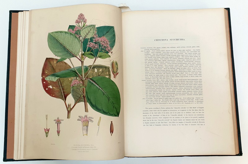 An illustration of Cinchona succirubra from Illustrations of the Nueva Quinologia of Pavon.