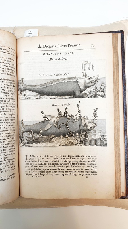 Male and female whales illustration from Histoire Générale des Drogues (1694).