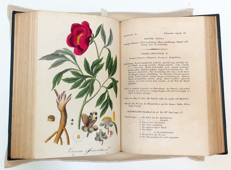 An illustration of paeonia officinalis taken from Deutschlands wildwachsende Arzneipflanzen.