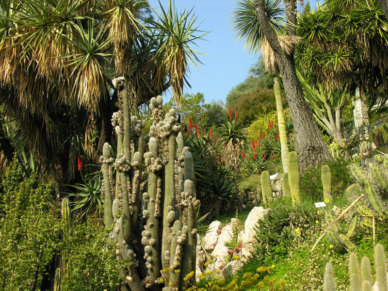 A photo of succulents within the Hanbury Botanical Gardens.