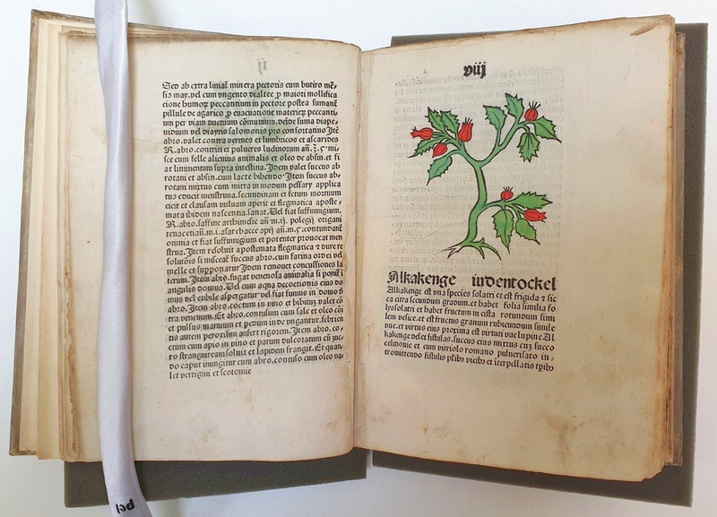 Herbarius Patavie book with illustration of winter cherry, plus German text.